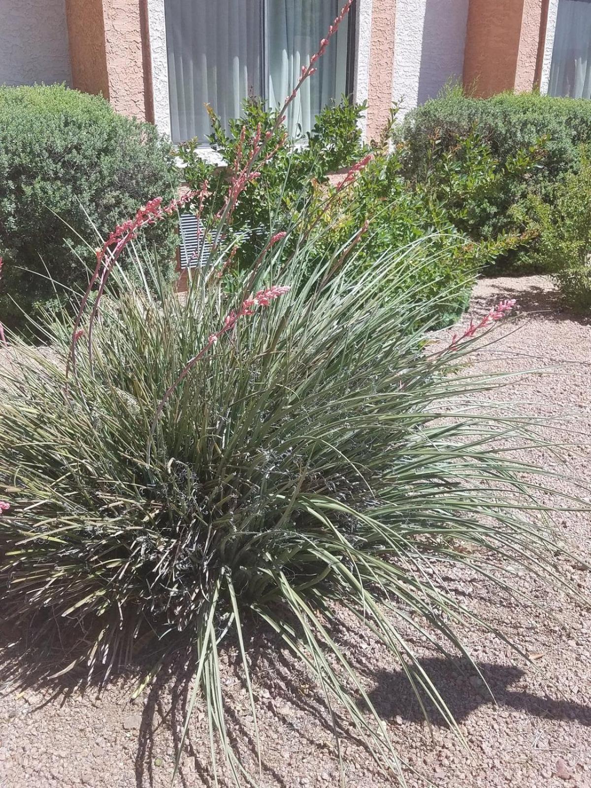 Days Inn By Wyndham Camp Verde Arizona Extérieur photo