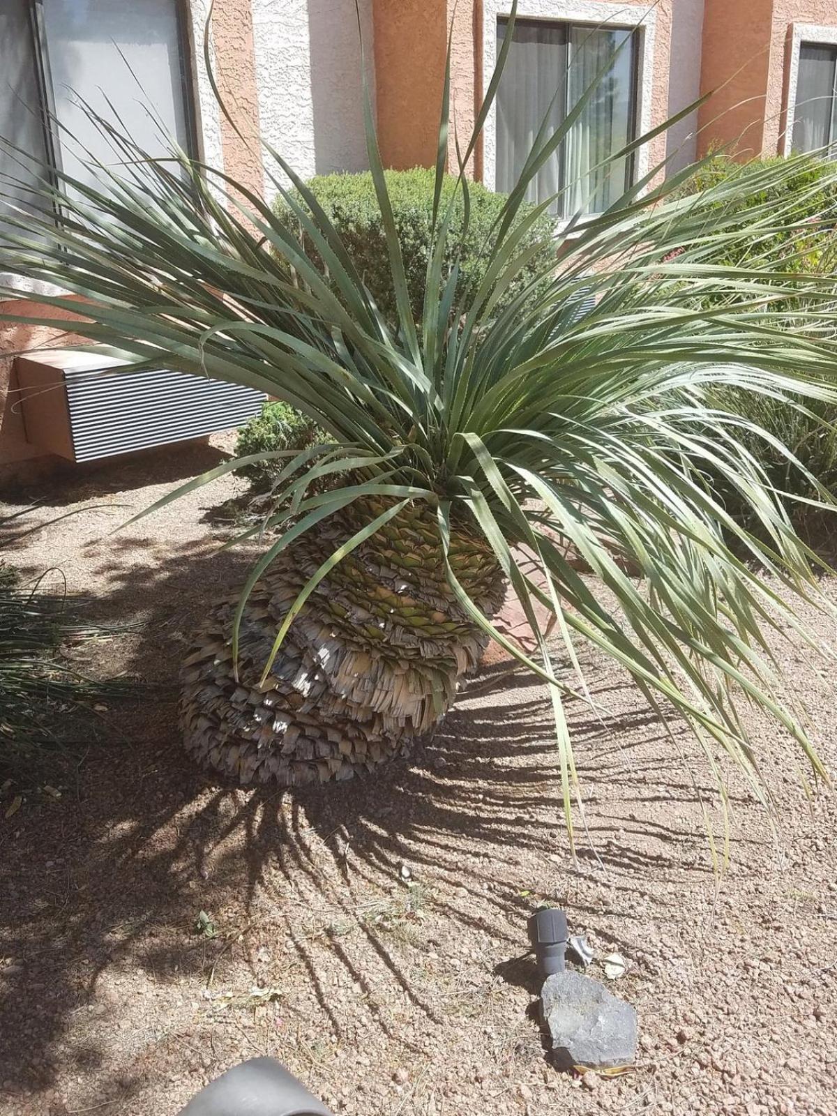 Days Inn By Wyndham Camp Verde Arizona Extérieur photo